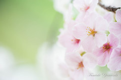 sakurasakura