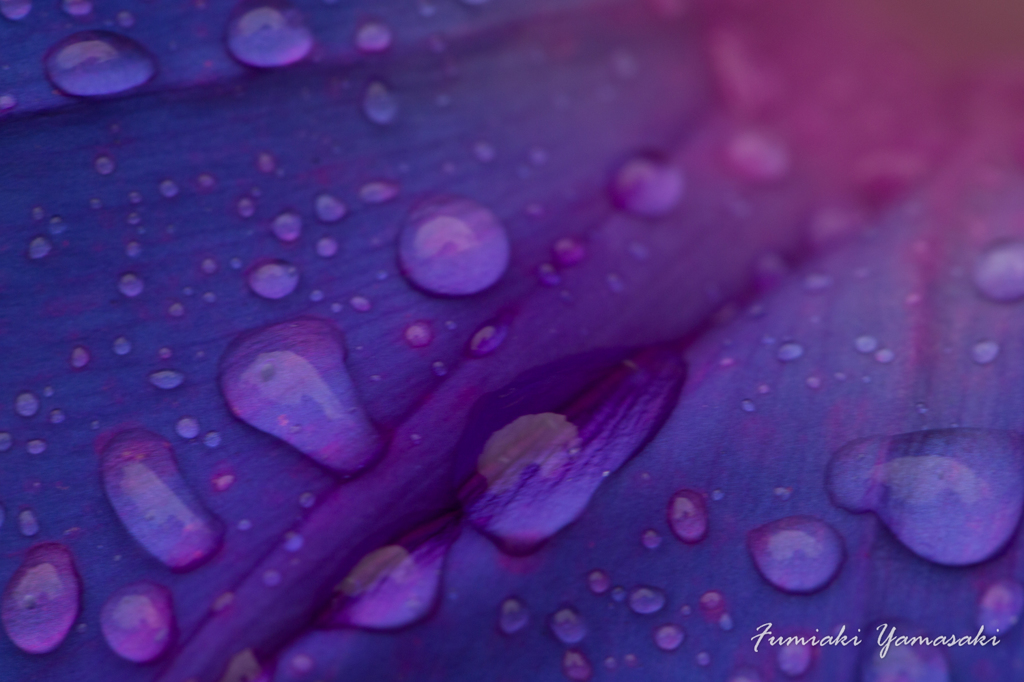 朝顔と雨