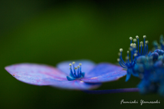 Hydrangea　Island