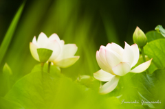 蓮の花