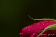 【Rose dignified】