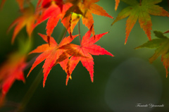 由布院紅葉一