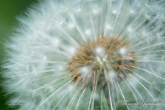 Dandelion