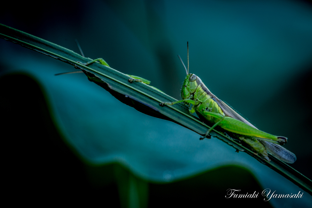 Grasshopper