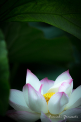 蓮花