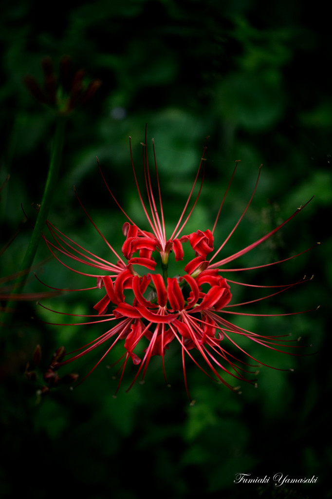 Cluster amaryllis
