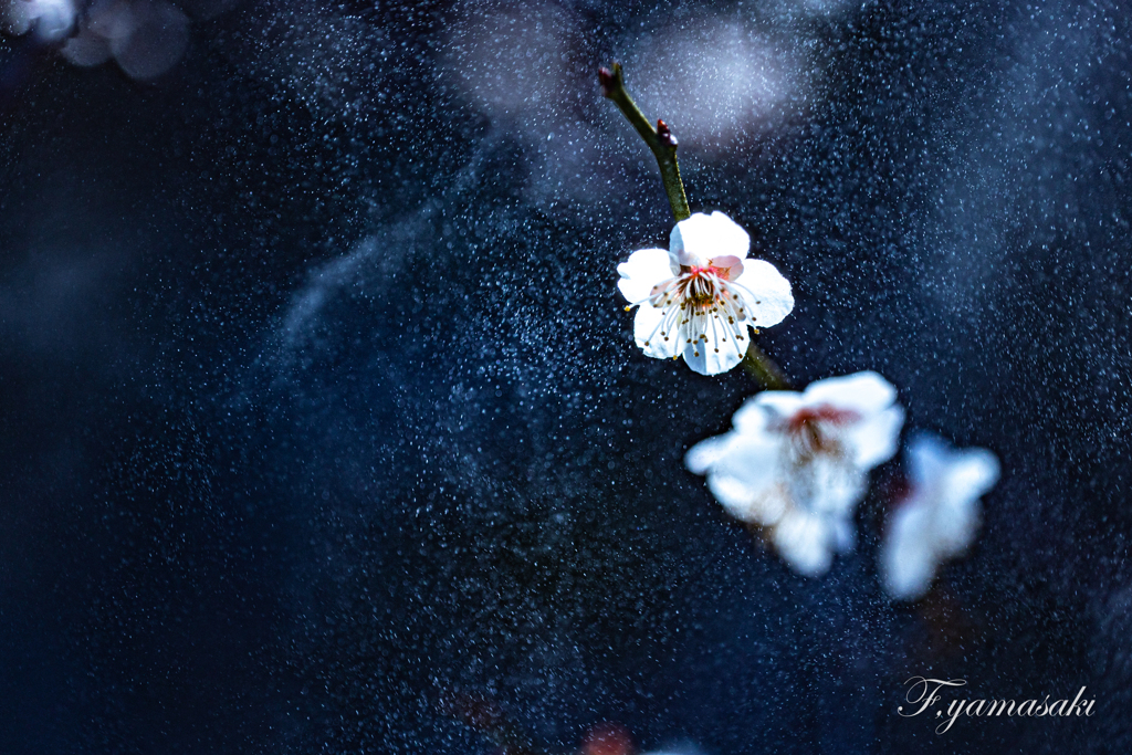 宇宙に咲く梅の花