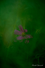 Water cosmos