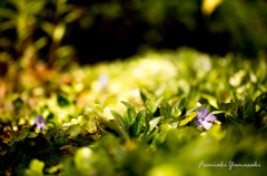 【Small spring】