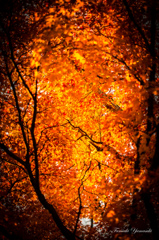 Autumn burning