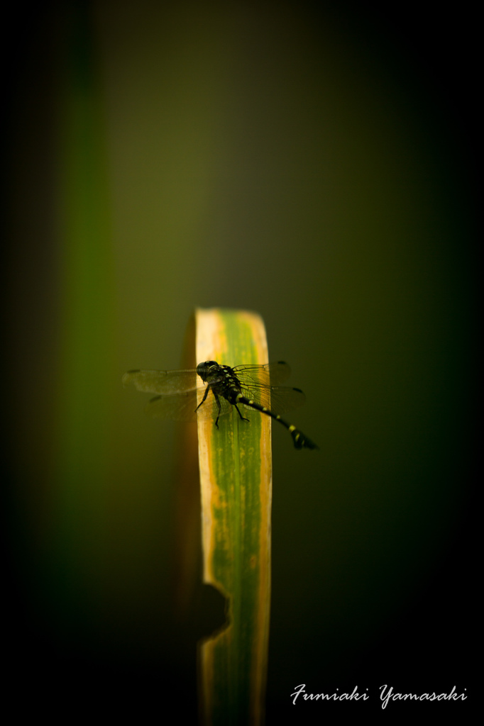 Dragonfly