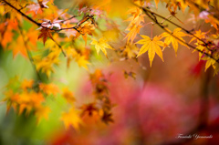 由布院紅葉四