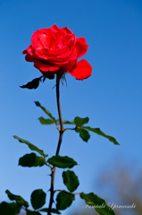 Rose sun
