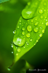 梅雨を楽しむ