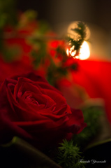 Christmas rose2
