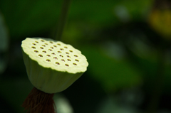 赤坂に咲く蓮の花