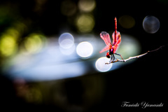 Red Dragon