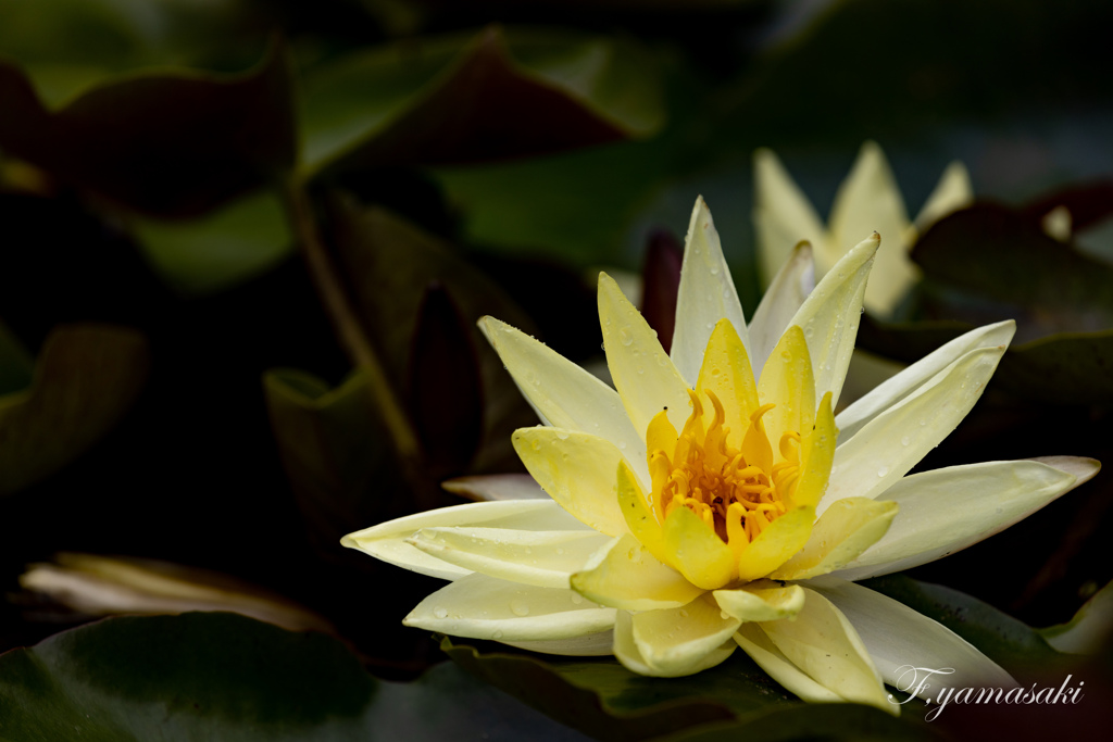 6月の花