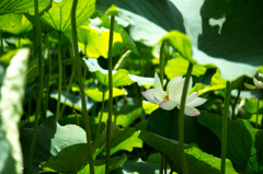 赤坂に咲く蓮の花