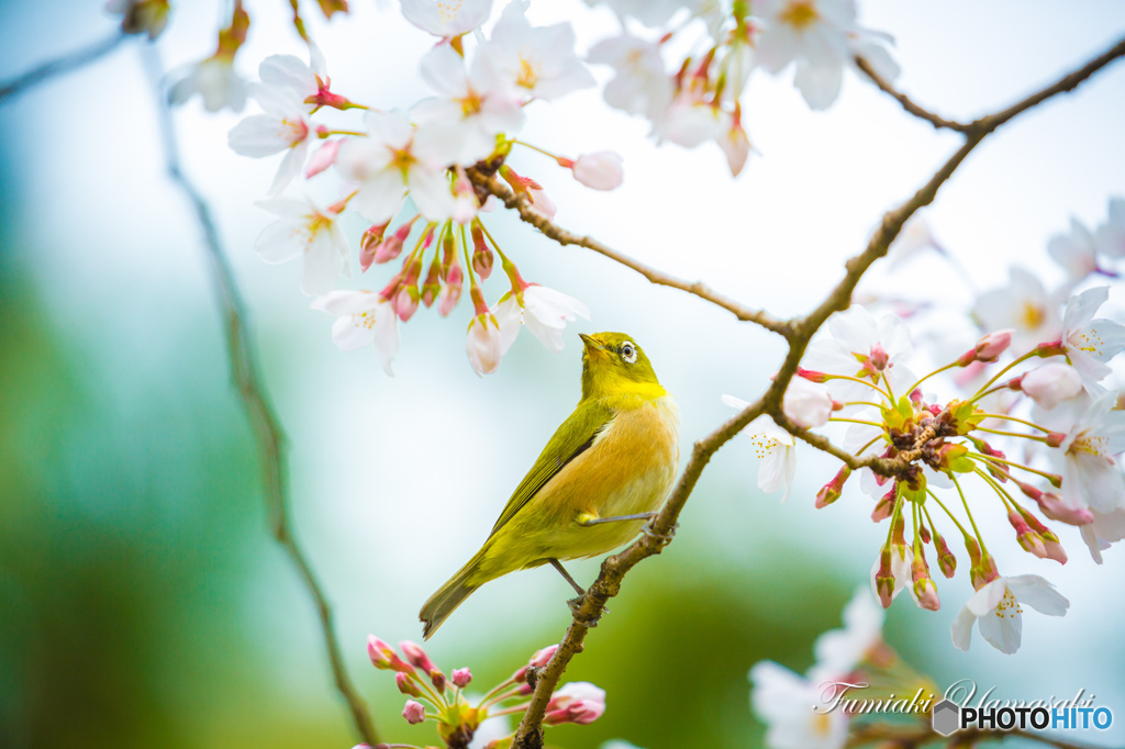 春色２