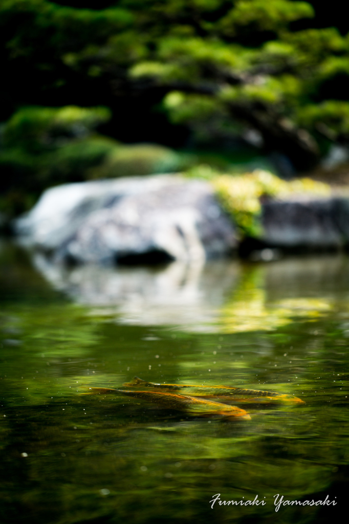 大濠公園日本庭園