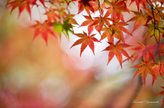 由布院紅葉三