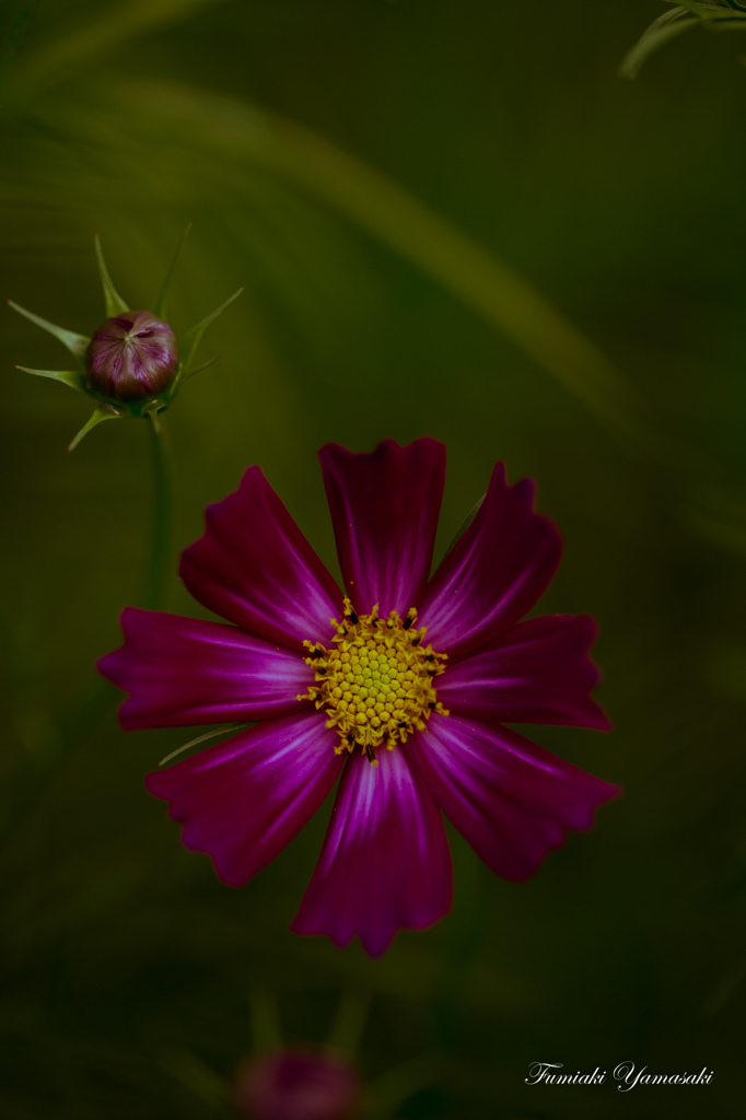 Deep Cosmo