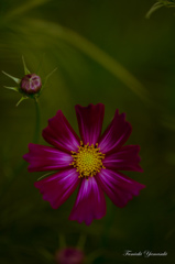 Deep Cosmo