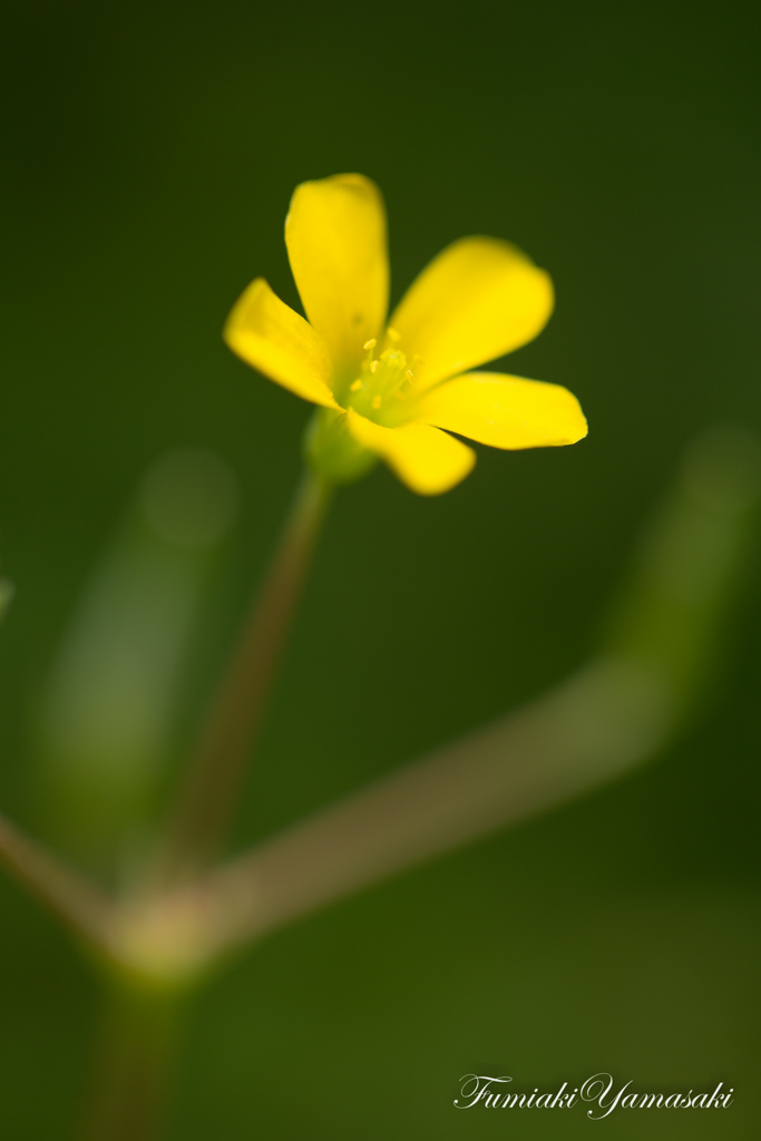 Spring Wind