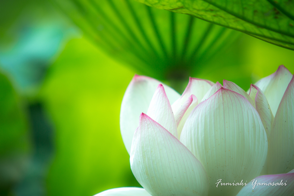 蓮花