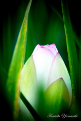蓮の花