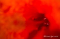 Red of the world