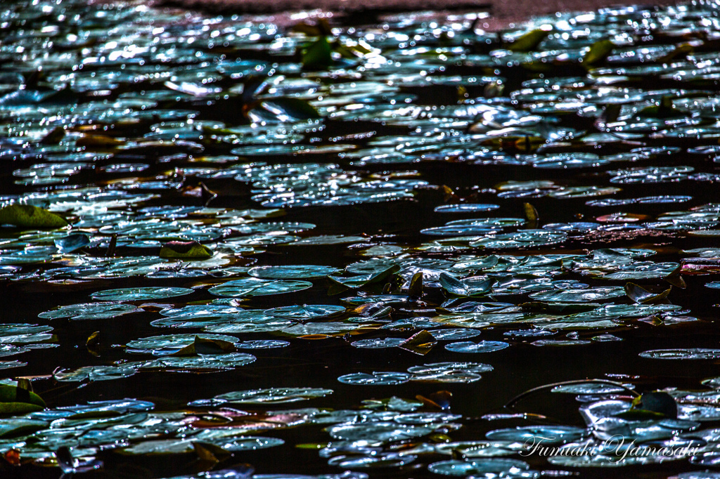 Metallic waterweed
