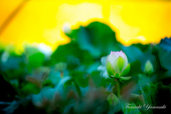 蓮の花