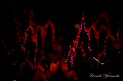 Dark Fire