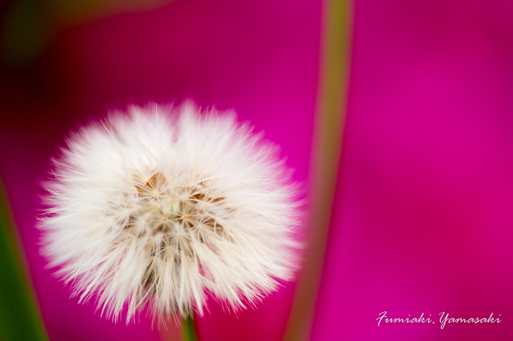 Elegant dandelion