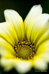 Yellow gradient