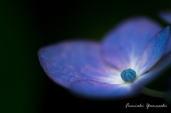 Hydrangea