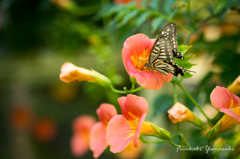 Swallowtail butterfly