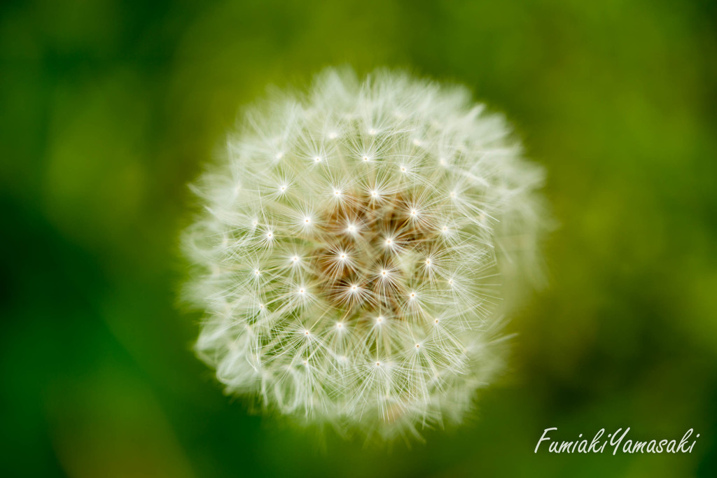 Dandelion