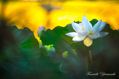 蓮の花