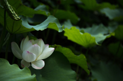 赤坂に咲く蓮の花