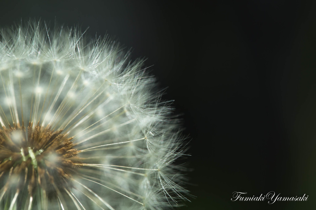 Dandelion