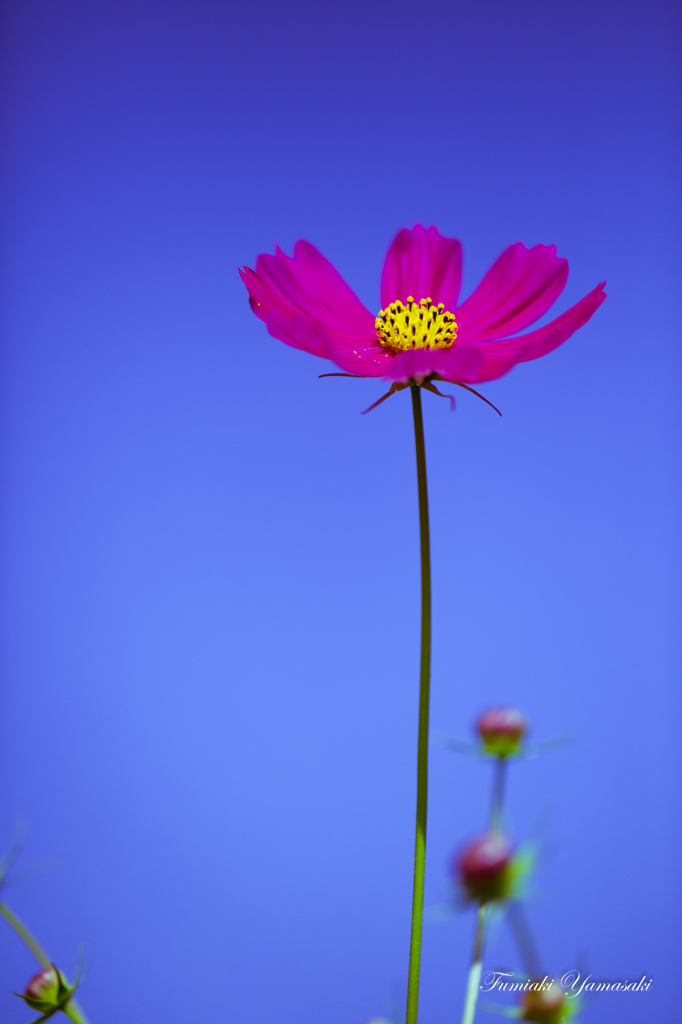 Cosmos and sky