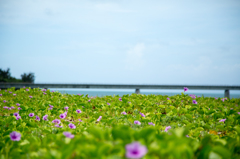 宮古島海