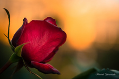 Winter Rose3