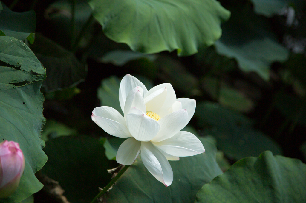 赤坂に咲く蓮の花