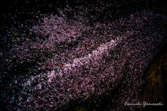 『桜星雲』