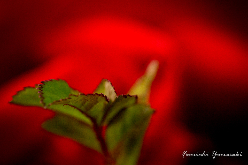 Rose&Green