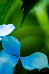 Hydrangea